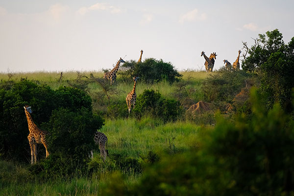 East African Giraffes