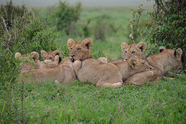 Lions