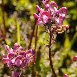 Lousewort, Bird's Beak